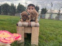 Toy poodle yavrular