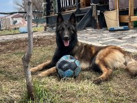 Türkiyedeki en özel malinois yavrular