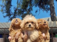 Maltipoo Yavrular Bir Birinden Güzel