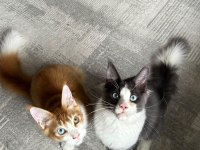 Renkli Gözlü Özel Maine Coon Bebekler