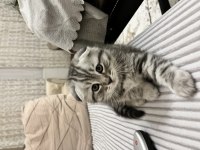 Scottish fold yavrularımız