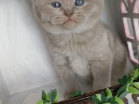 Munchkin cüce kedi Ankara dişi ve erkek mevcuttur