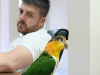 Yavru kayık papağanı