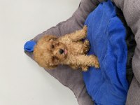 Teacup Toy Poodle Yavrumuz Yeni Ailesini Arıyor
