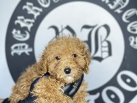 Irk garantili toy poodle yavruları