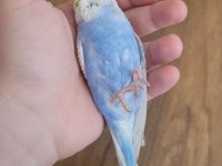 Elde yatan erkek muhabbet kuşu