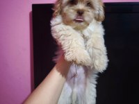 Kız ve erkek maltipoo