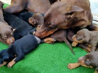 Estetikli Doberman Yavrular