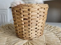 British shorthair 5 tane yavru