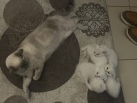British Shorthair Yavru Kediler