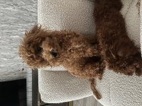11 aylık aşıları tam uslu 3.5 kg dişi toy poodle