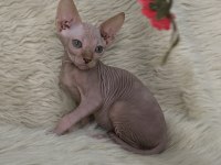 NakedBeauty Sphynx Cattery