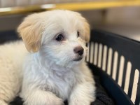 Maltese Terrier 3 Aylık Köpeği