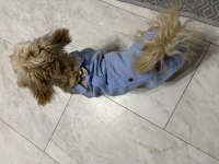 Safkan maltipoo 5,5 aylık erkek