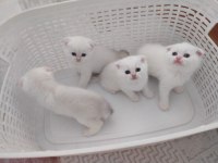 Efsane güzellikte şecereli babadan scottish fold bebekler