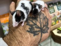 Panda mice bebekler