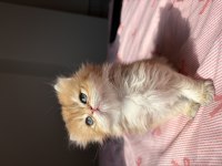 British Shorthair Longhair Bebekler