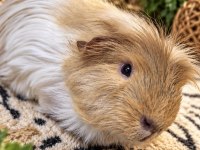 Safkan lilac coronet yavru ginepig