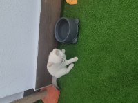 4 aylık erkek blue point kedimiz