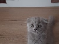 Scottish Fold Yavrular Sahiplendirilecek