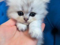 British longhair 58 günlük yavru