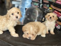 Petmode köpek çiftliğinde ziyarete açık maltipoo