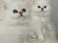 Okyanus gözlü silver point british longhair yavrular