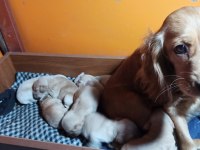Amerikan cocker 8 adet yavru