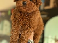 Show kalite kore toy poodle larımız ziyarete açık
