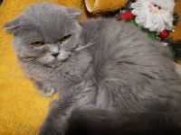 Scottish Fold Dişi Long Hair Yetişkin