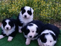 Border collie yavrular