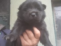 Siyah Dişi Chow Chow A Kalite Kaçırma