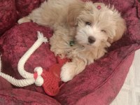2 aylık dişi maltipoo