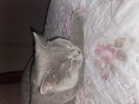 Sevecek iyi bakacak aile arıyoruz british shorthair