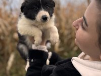 En Zeki ırk Border Collie bebekler