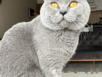 British shorthair oğlumuz için yuva arıyoruz