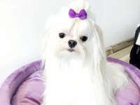 Emsalsiz Tea cup morkie bebekler