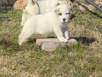 TÜRKİYENİN EN İYİ ALABAİ YAVRULARI