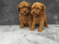 Toy poodle tatlı erkek minnaklar ruhsatlı çiftlik
