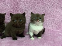 Cinnemon british shorthair bebeklerim A kalite