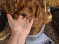 3 AYLIK PRENSES POODLE