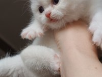 British shorthair yavru