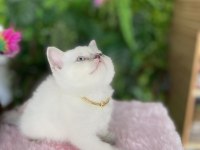 Güzeller Güzelim British Shorthair Sağlık Garantili