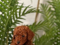 TOY POODLE 2,5 AYLIK