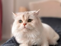 Erkek longhair british