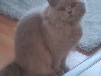 FULL SCR Lİ BRİTİSH LONGHAİR VE BİCOLOR