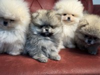 Çok özel ayı suratlı pomeranian boo yavrular