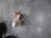 Sahibinden shih tzu
