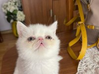 EXOTIC SHORTHAIR ERKEK 