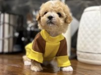 Maltipoo En Özelinin Ailesi Olmak İster Misiniz?